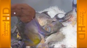 South Caicos Fish