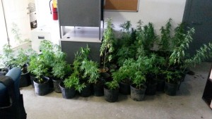 Marijuana garden 1