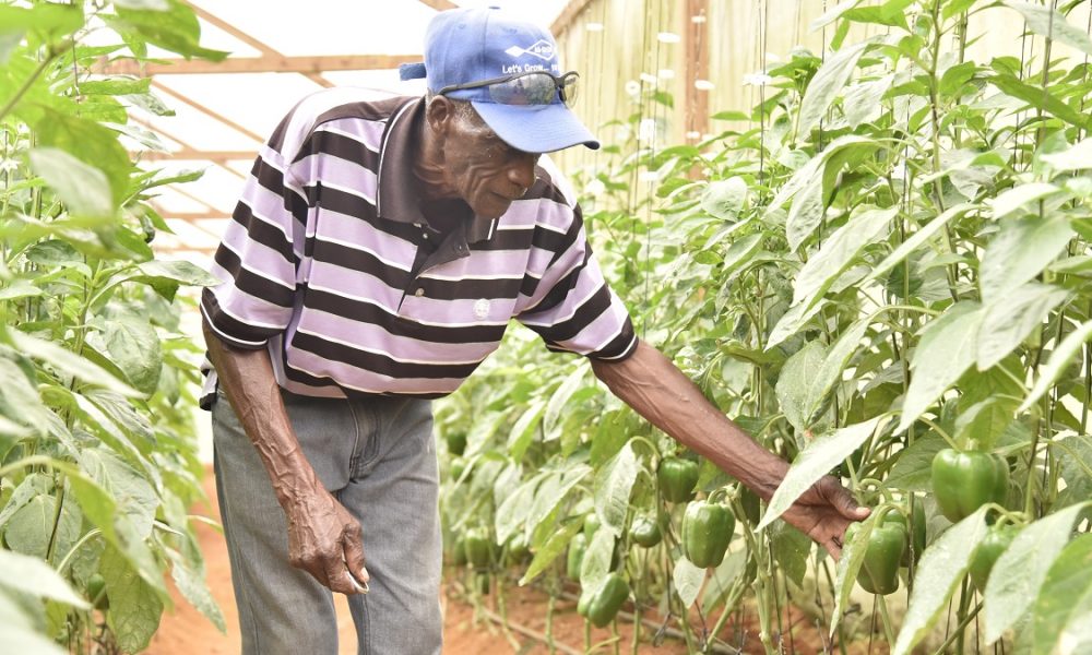 JAMAICA Farmers Benefiting from JBI Greenhouse Project Media