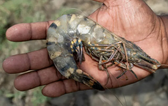 GUYANA:  Brackish water shrimp production advancing in Region Six - Vimarsana News