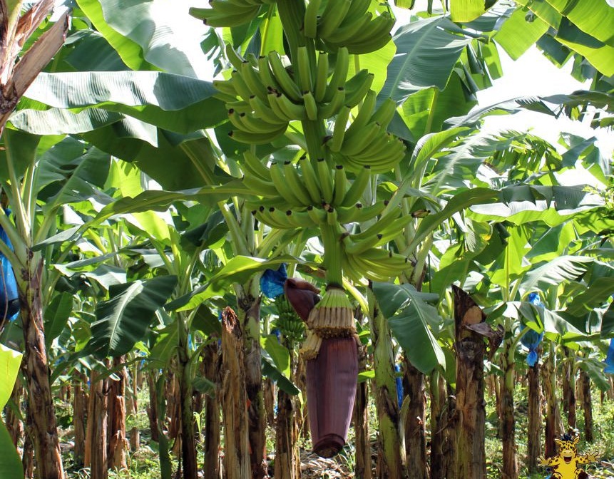 St Lucian bananas back in the UK - Vimarsana News