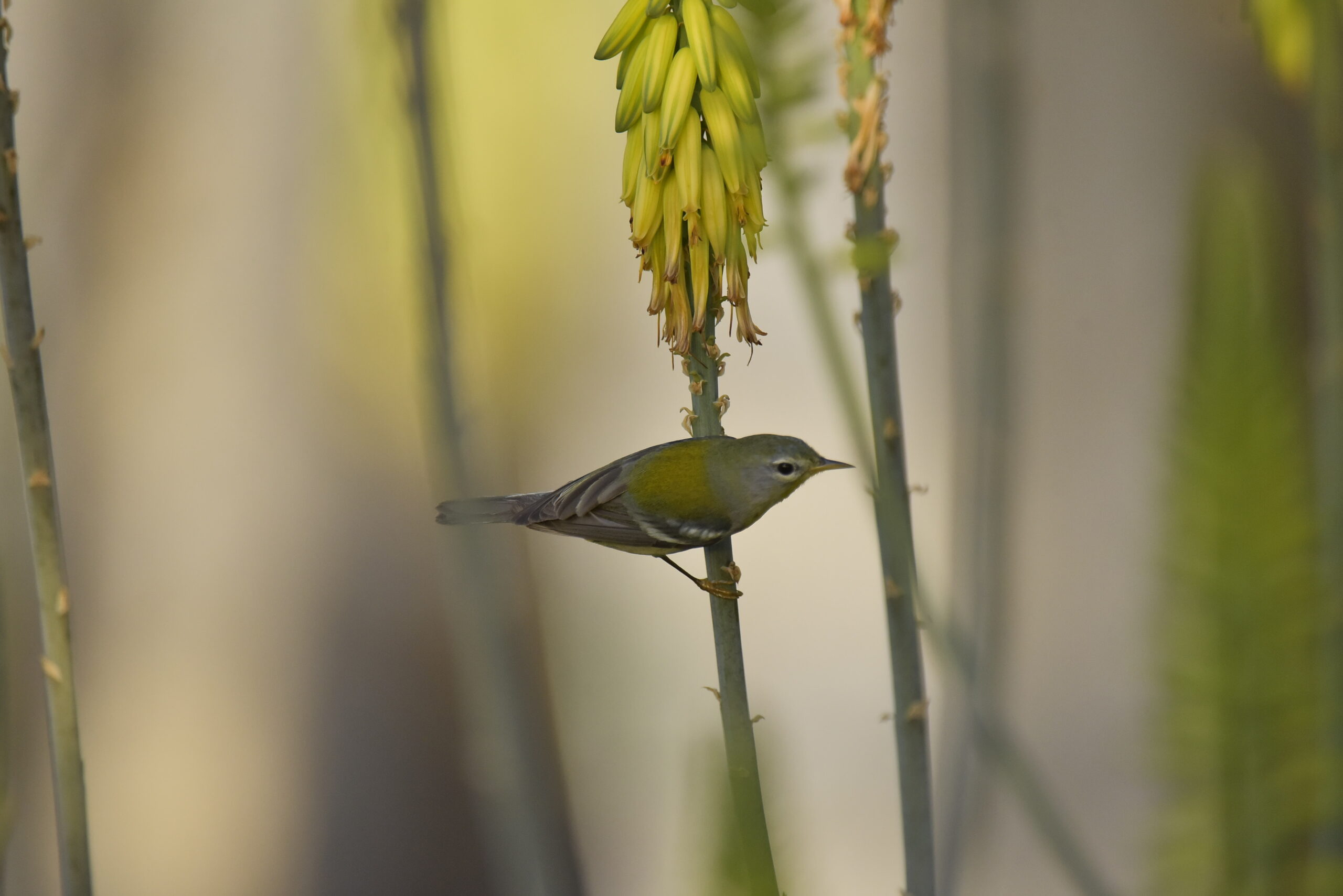 JCDT Develops New E-Bird Mobile Application to Monitor Birds - Vimarsana News