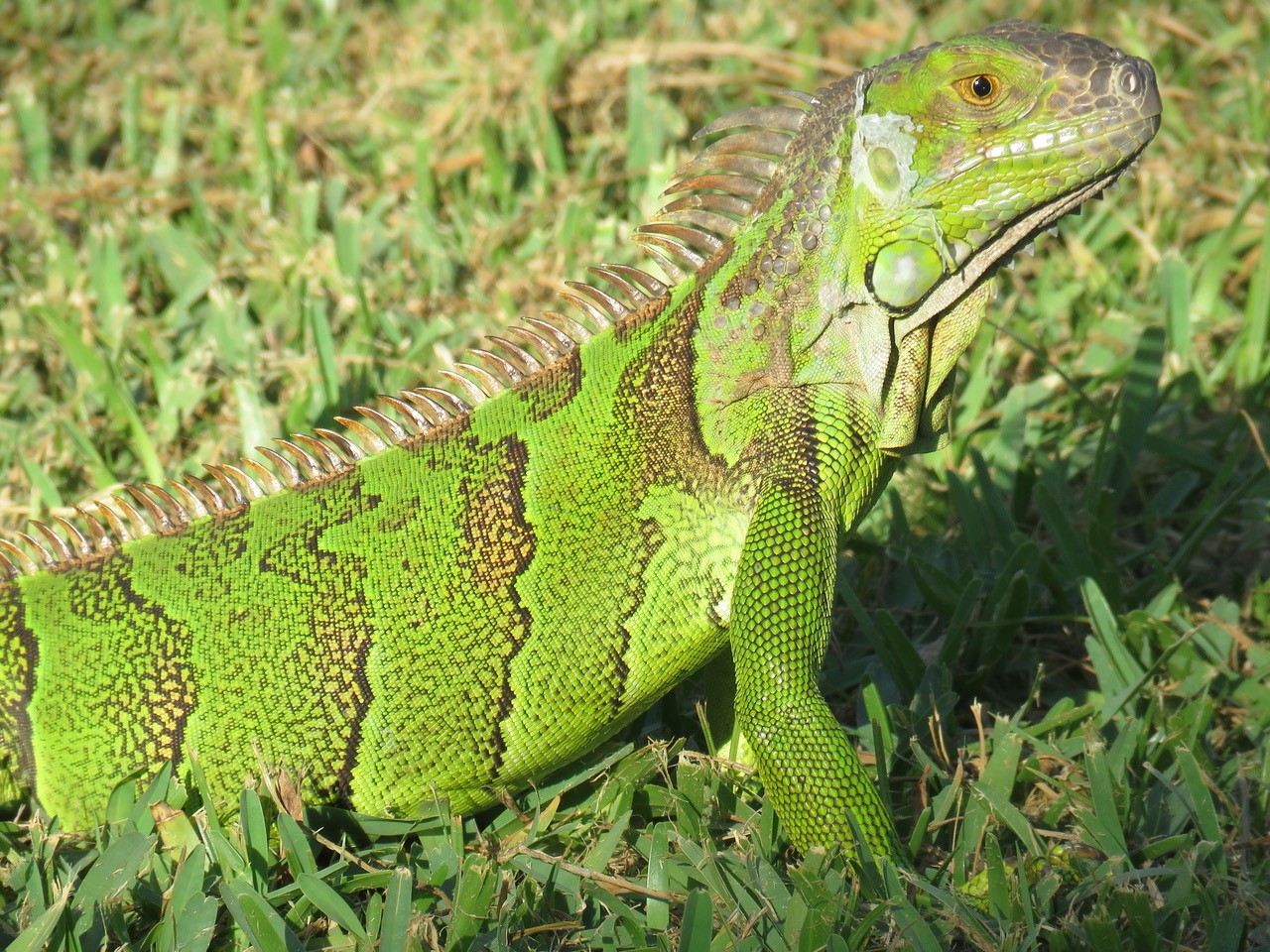 DECR Reports:  Invasive Green Iguana Captured, Euthanized in Turks & Caicos - Vimarsana News