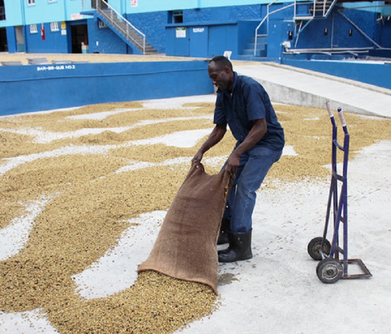 JAMAICA: Increase in Coffee Production - Vimarsana News