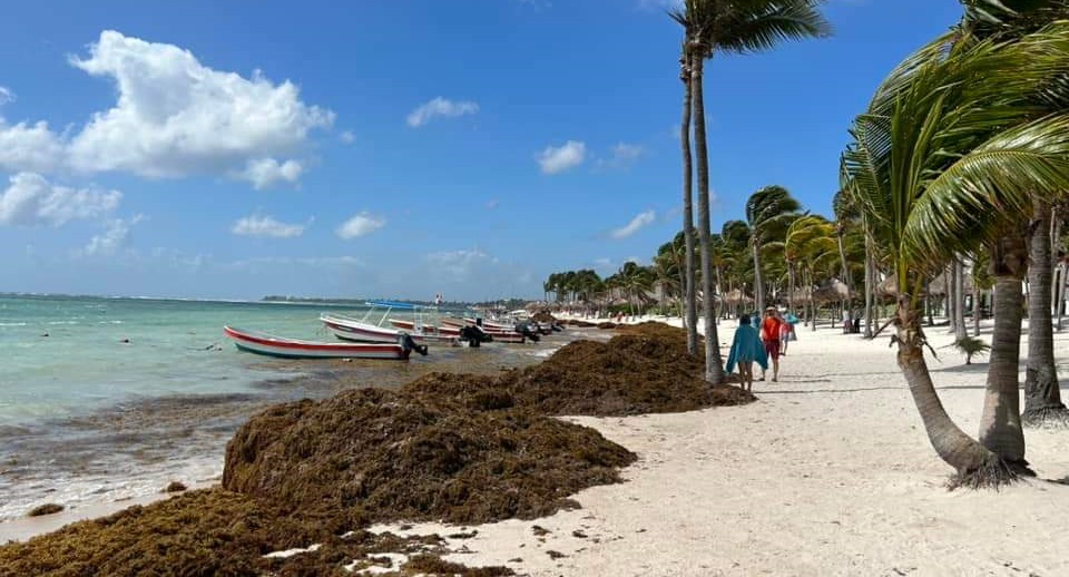 Why Sargassum Matters - Vimarsana News