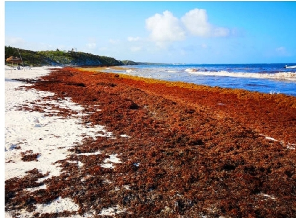 UK Gov't calls for proposals to handle sargassum in Caribbean – Magnetic Media - Vimarsana News