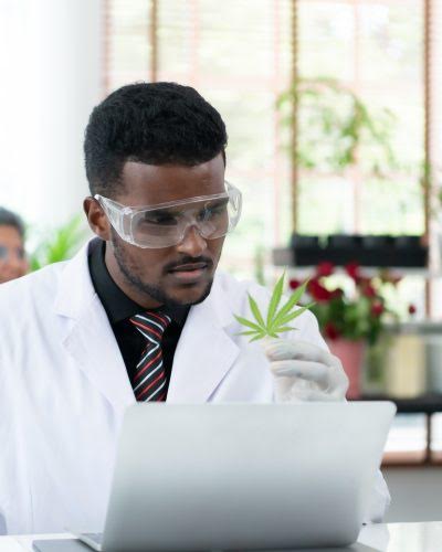 Medicinal cannabis gains more attention in The Bahamas - Vimarsana News