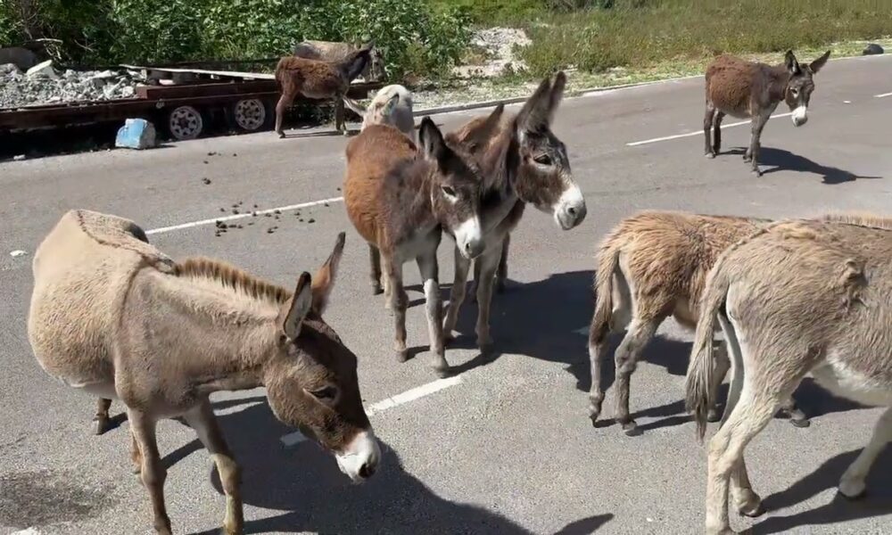 A Wildlife Dilemma in Grand Turk: A Problem, or an Opportunity ...